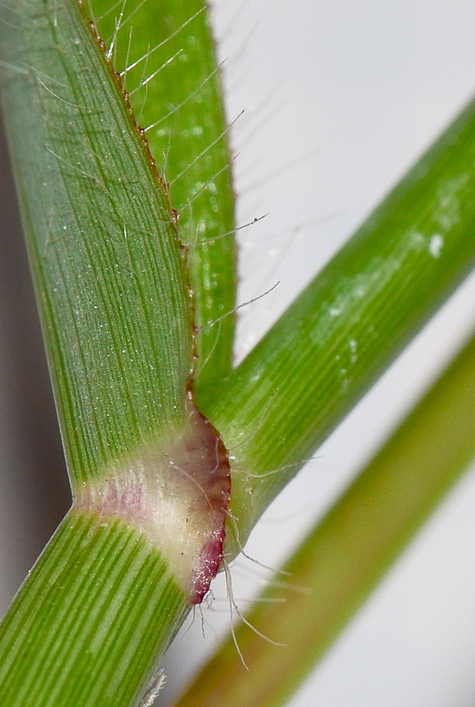 Image of Dactyloctenium aegyptium specimen.