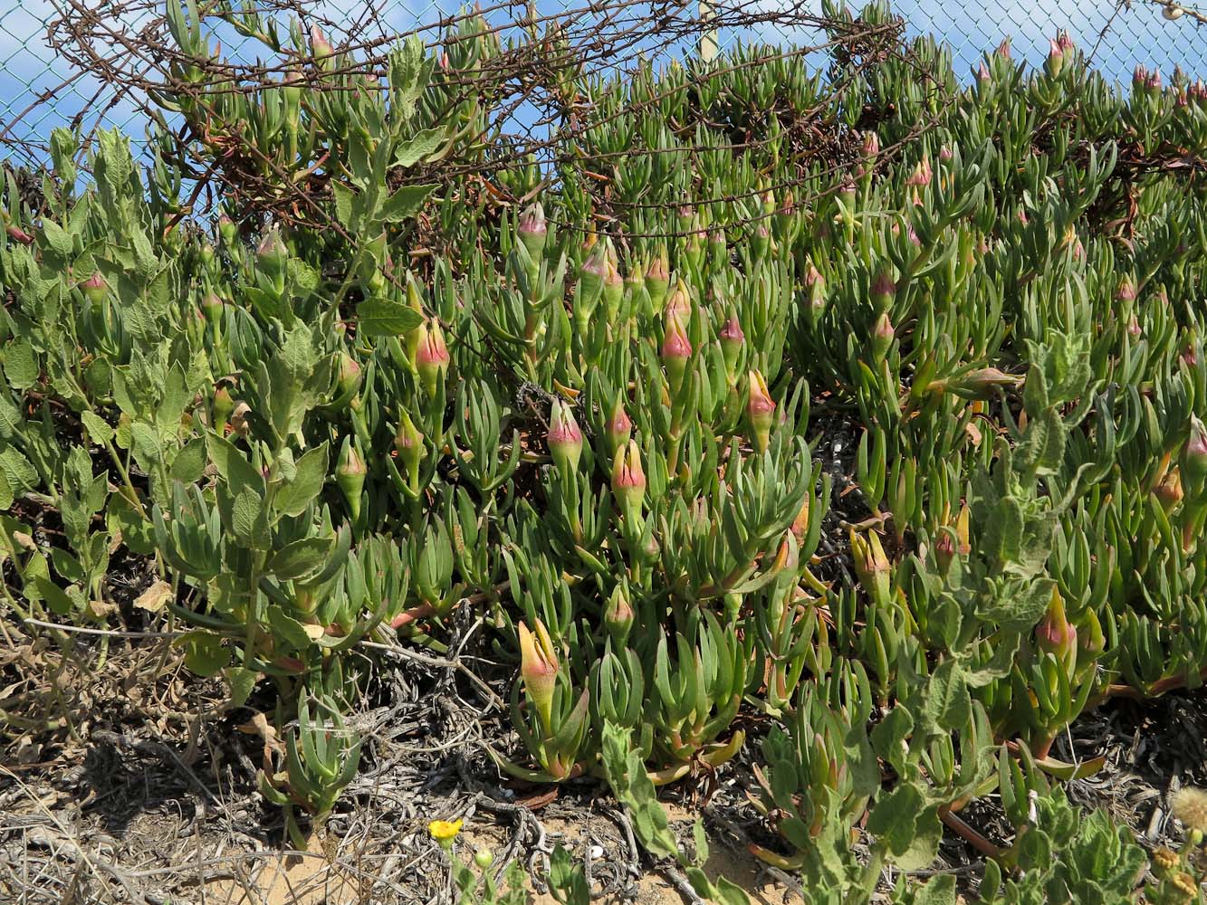 Image of genus Carpobrotus specimen.