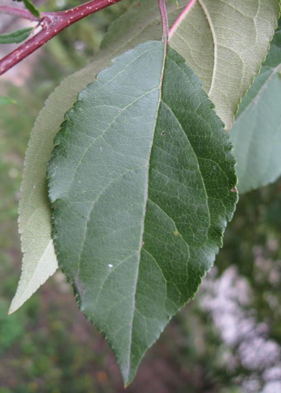 Image of Malus prunifolia specimen.