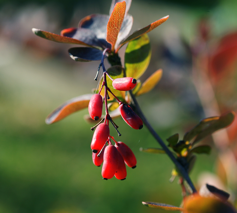 Image of Berberis vulgaris f. atropurpurea specimen.