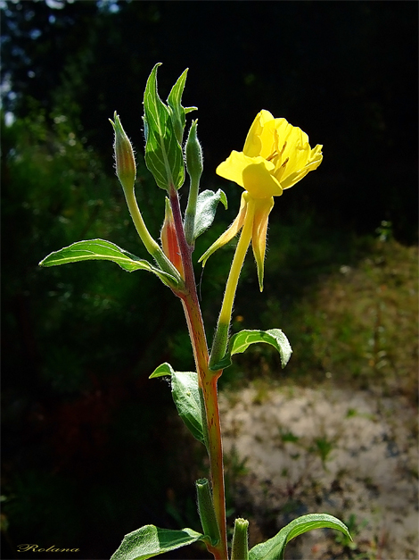 Image of Oenothera depressa specimen.