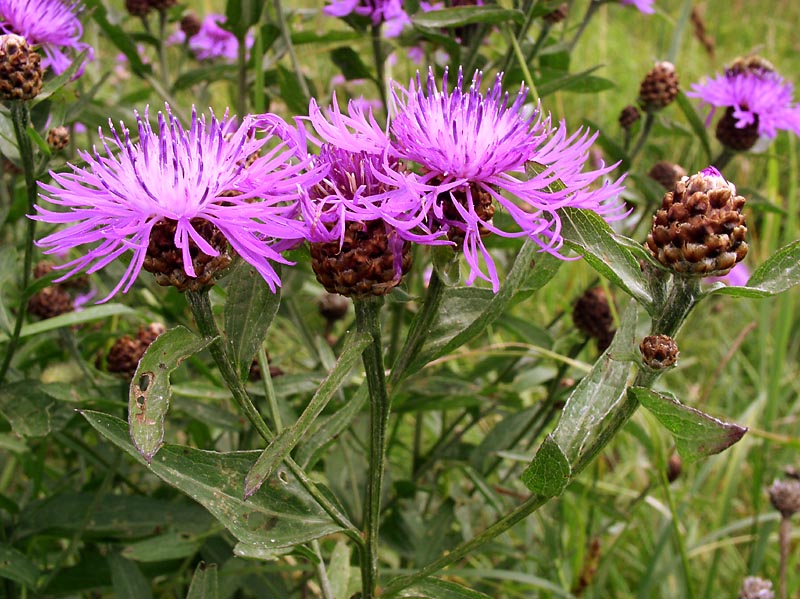 Изображение особи Centaurea jacea.