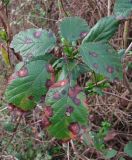 Rubus sanctus