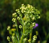 Senecio jacobaea