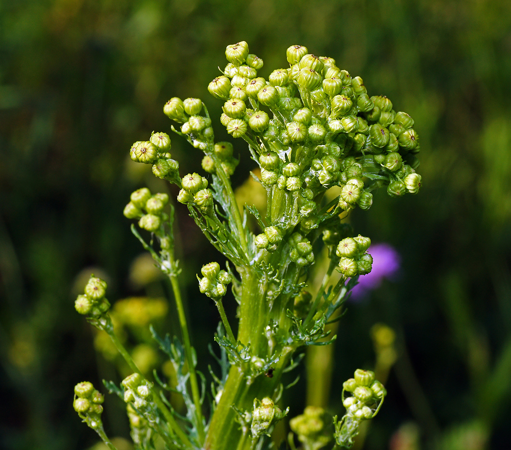 Image of Senecio jacobaea specimen.