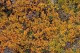 Betula nana. Растение в осенней окраске. Средний Урал, гора Серебрянка, верховое плато. Начало сентября 2012 г.