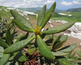 Rhododendron caucasicum