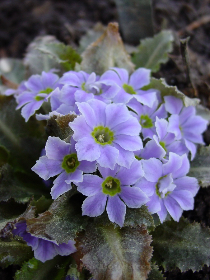 Image of Primula sonchifolia specimen.