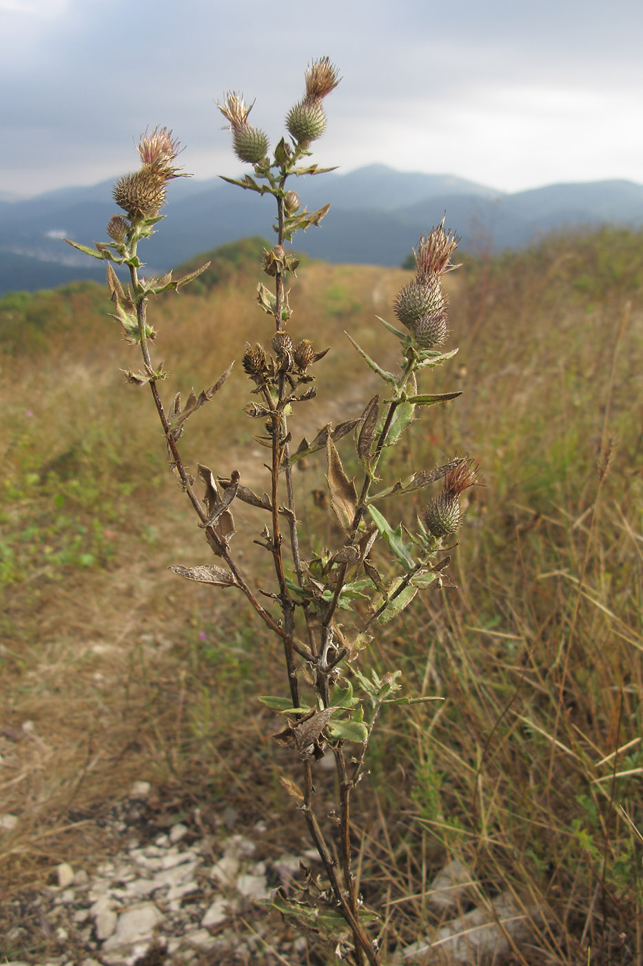 Image of Cirsium euxinum specimen.