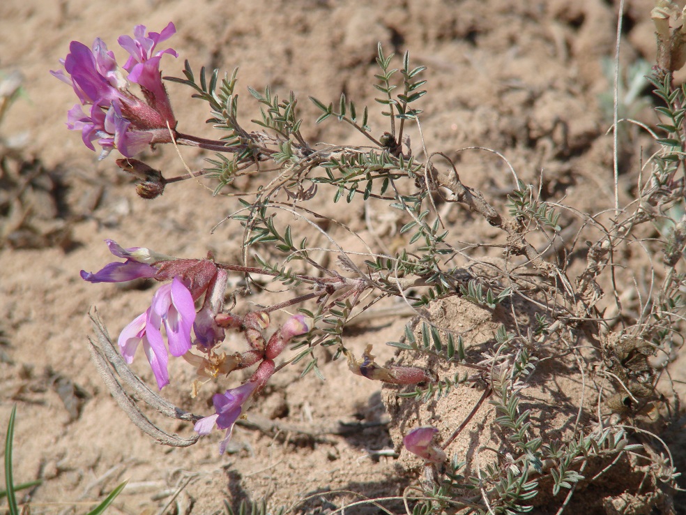 Image of Astragalus angarensis specimen.