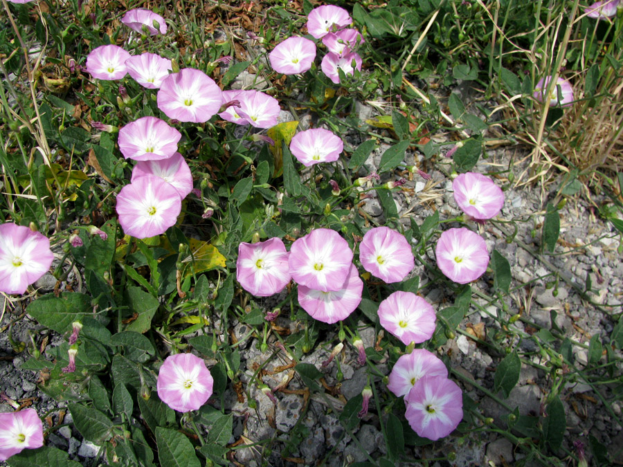 Image of Convolvulus arvensis specimen.