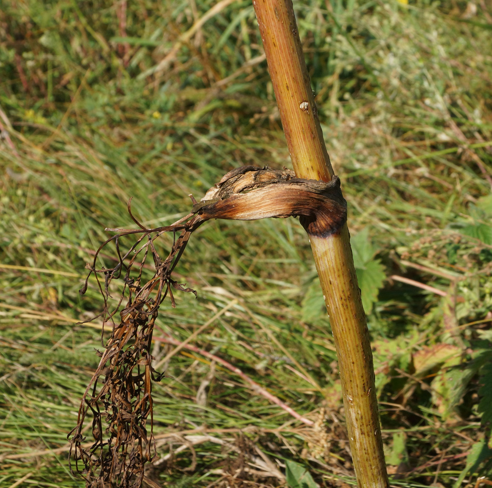 Image of Ferula songarica specimen.