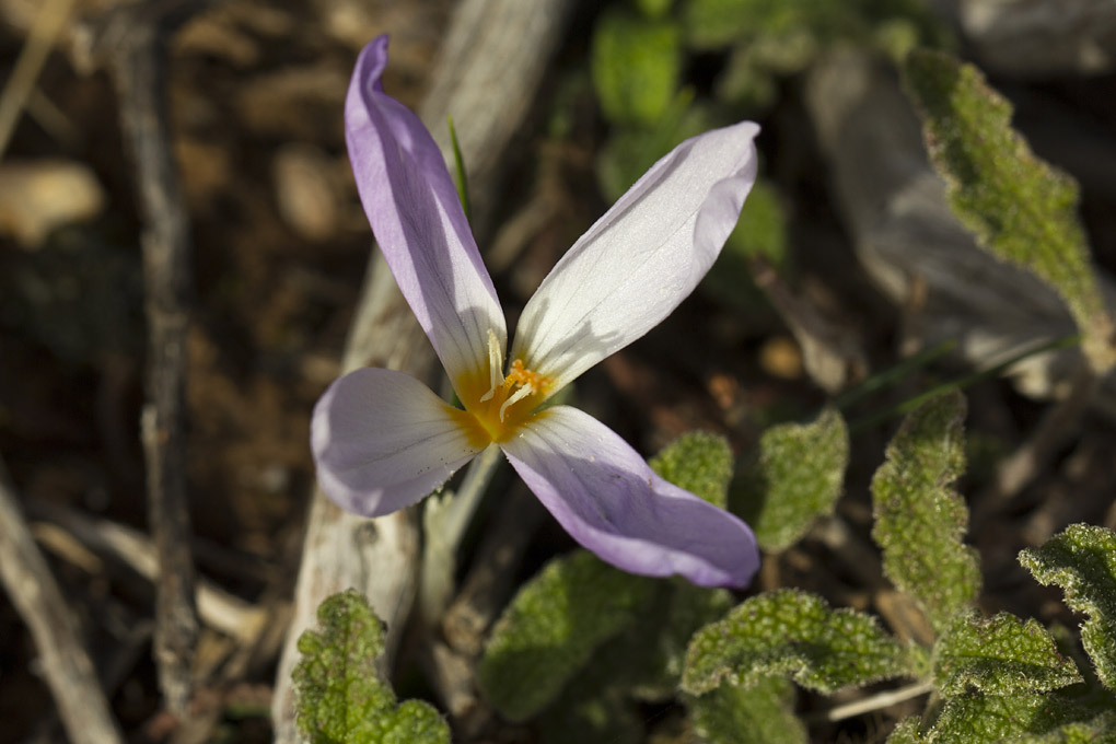 Image of Crocus laevigatus specimen.