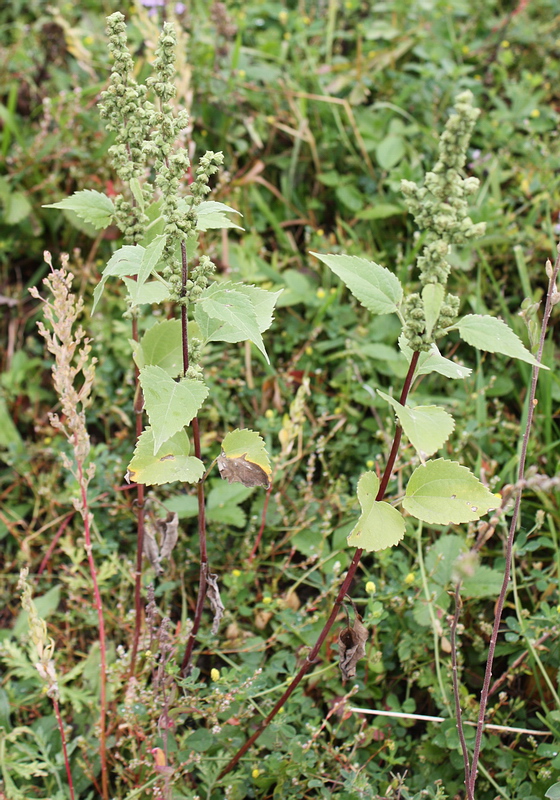 Image of Cyclachaena xanthiifolia specimen.