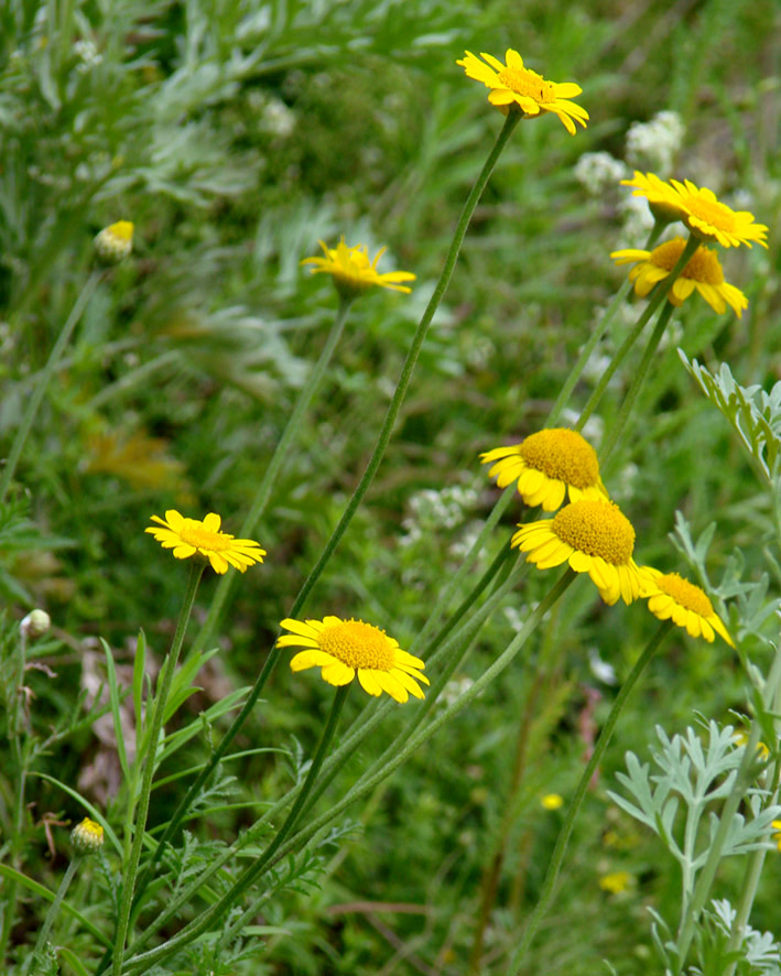 Image of Anthemis tinctoria specimen.