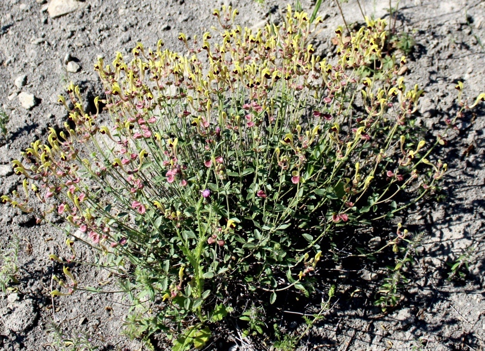 Image of Scutellaria litwinowii specimen.