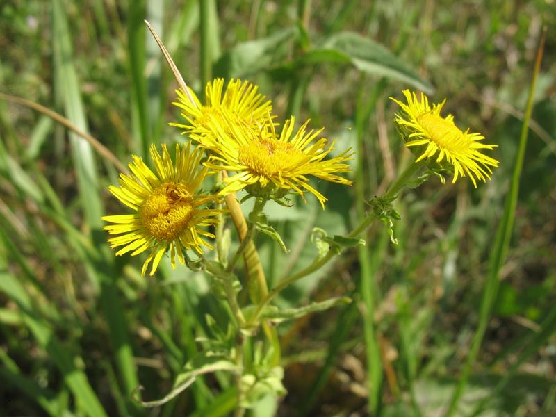 Изображение особи Inula britannica.