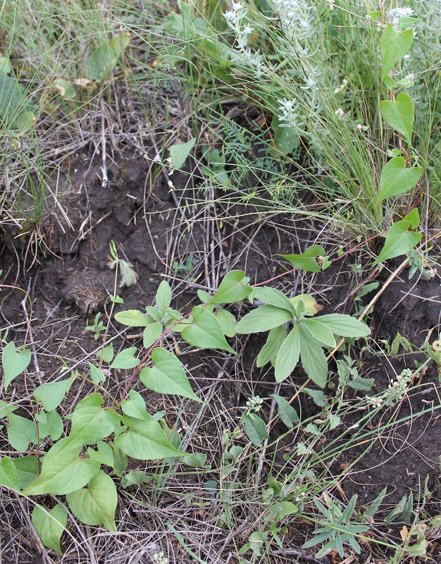 Image of Fallopia convolvulus specimen.