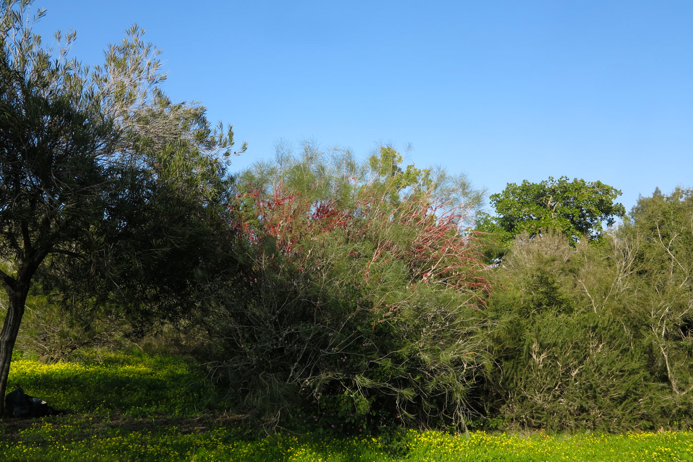 Изображение особи Hakea orthorrhyncha.