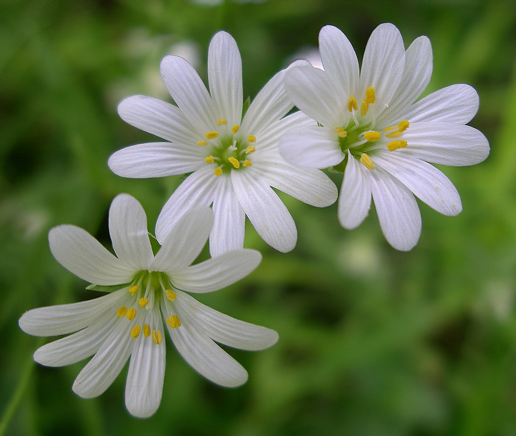 Image of Stellaria holostea specimen.