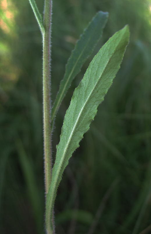 Image of Campanula sibirica specimen.