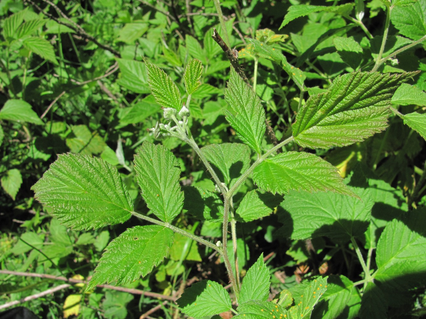 Изображение особи Rubus idaeus.