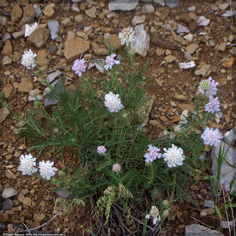 Image of Lomelosia isetensis specimen.