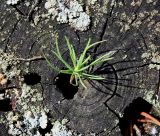 Pinus sylvestris