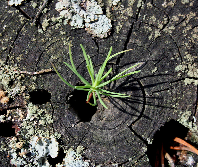 Изображение особи Pinus sylvestris.