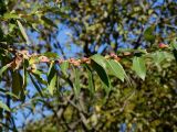 Salix gracilistyla. Часть ветви. Приморье, окр. г. Находка, у лесной дороги. 09.10.2016.