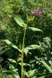 Impatiens glandulifera. Верхушка побега с цветками и завязавшимися плодами. Беларусь, Витебская обл., пос. Езерище, заросшие травами свежие отвалы грунта у края дренажной канавы. 03.07.2016.