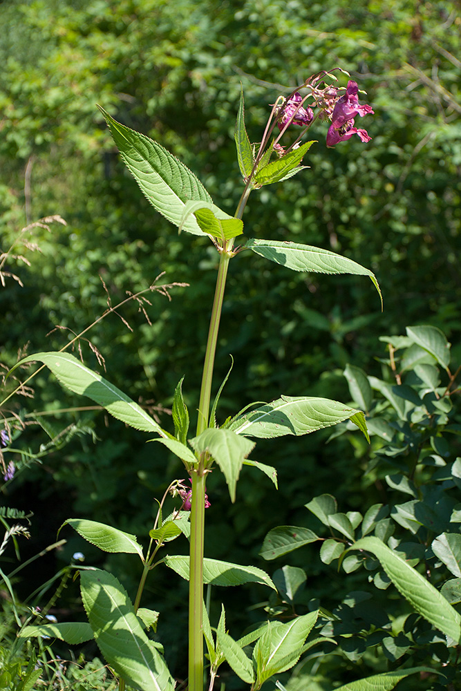 Image of Impatiens glandulifera specimen.