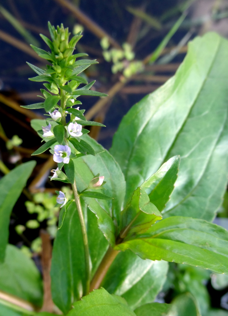 Изображение особи Veronica anagallis-aquatica.