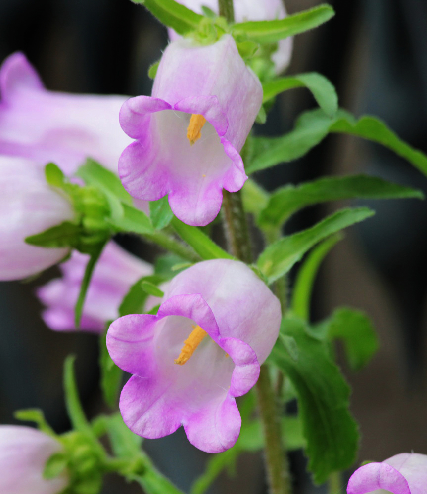 Image of Campanula medium specimen.