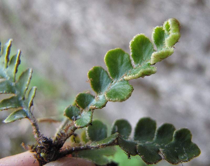 Image of Ceterach officinarum specimen.