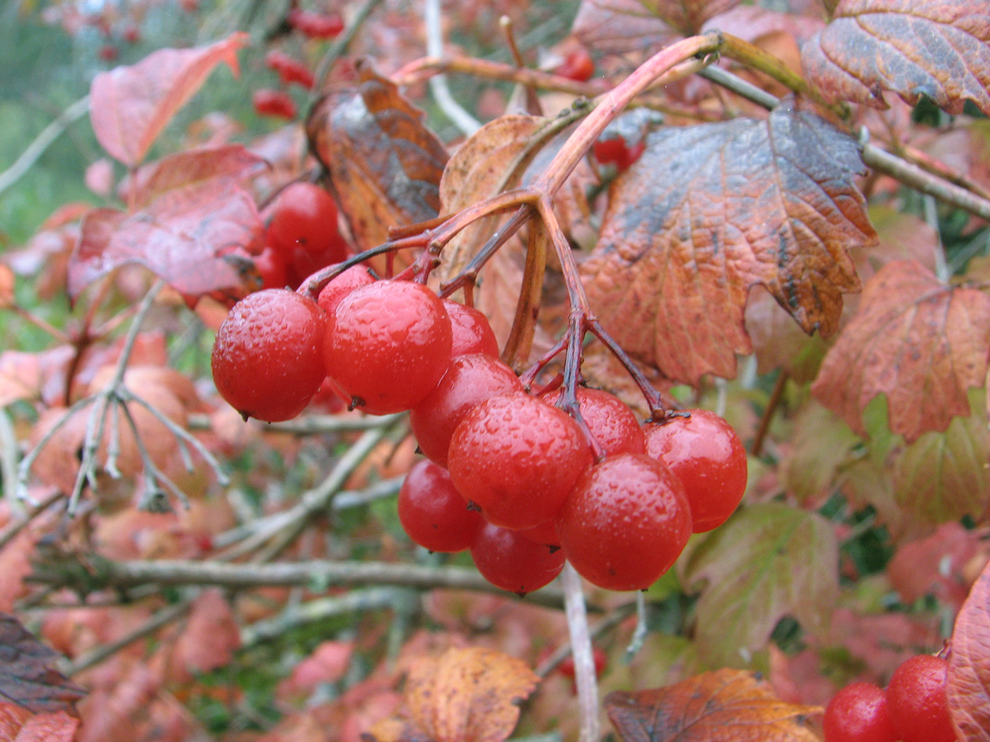 Image of Viburnum opulus specimen.