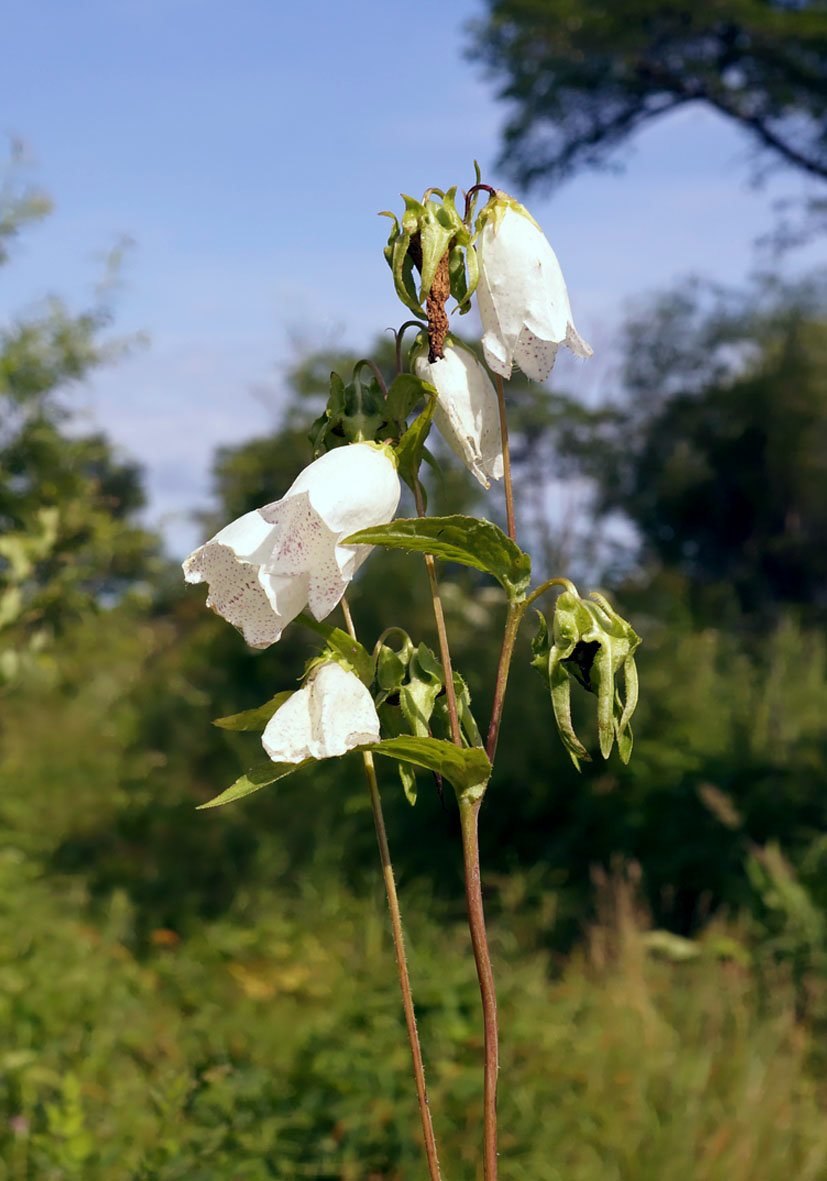 Image of Campanula punctata specimen.