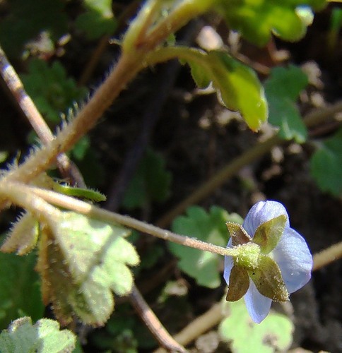 Image of Veronica polita specimen.