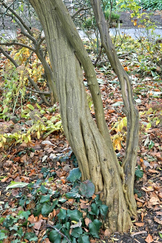 Image of Poncirus trifoliata specimen.