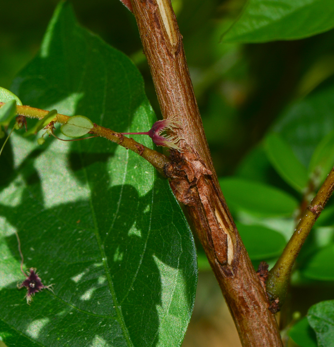 Image of Phyllanthus pulcher specimen.