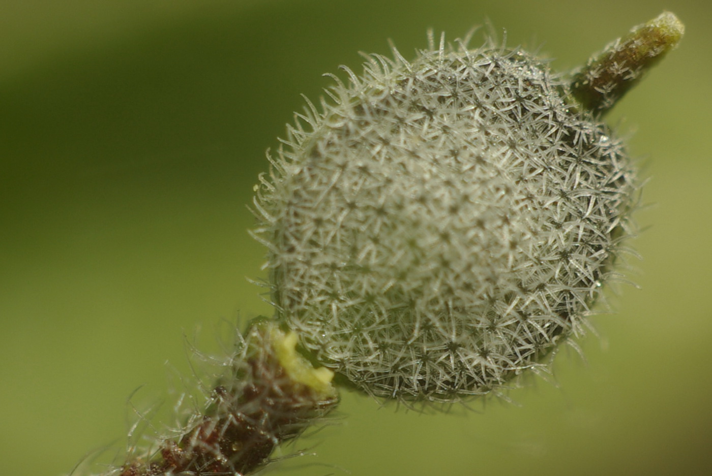 Image of Alyssum simplex specimen.