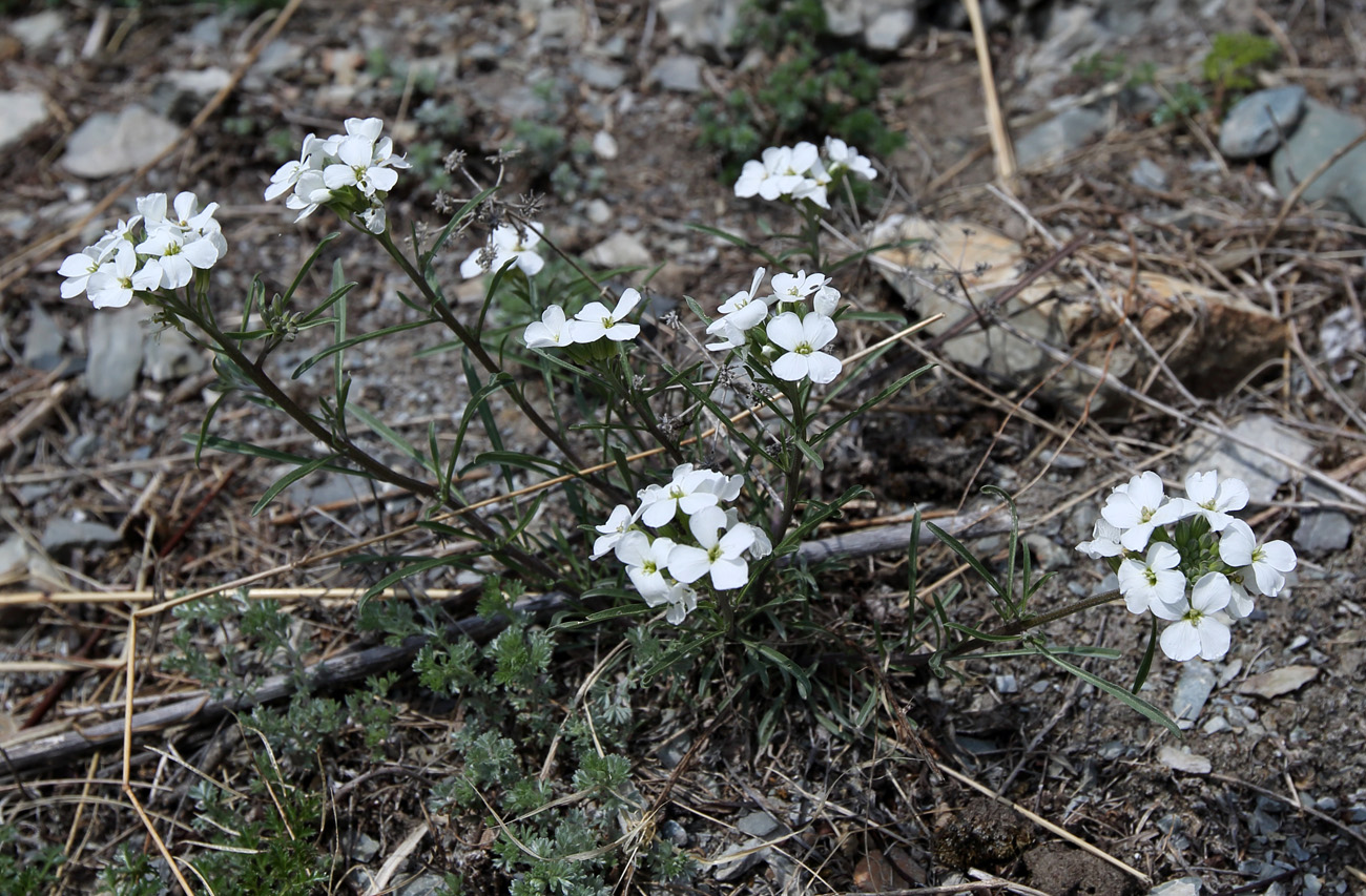 Изображение особи Erysimum inense.