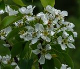 Pyrus communis. Верхушка ветви с цветками (культивар \"Чижевская\"). Московская обл., Раменский р-н, окр. дер. Хрипань, садовый участок. 25.05.2017.