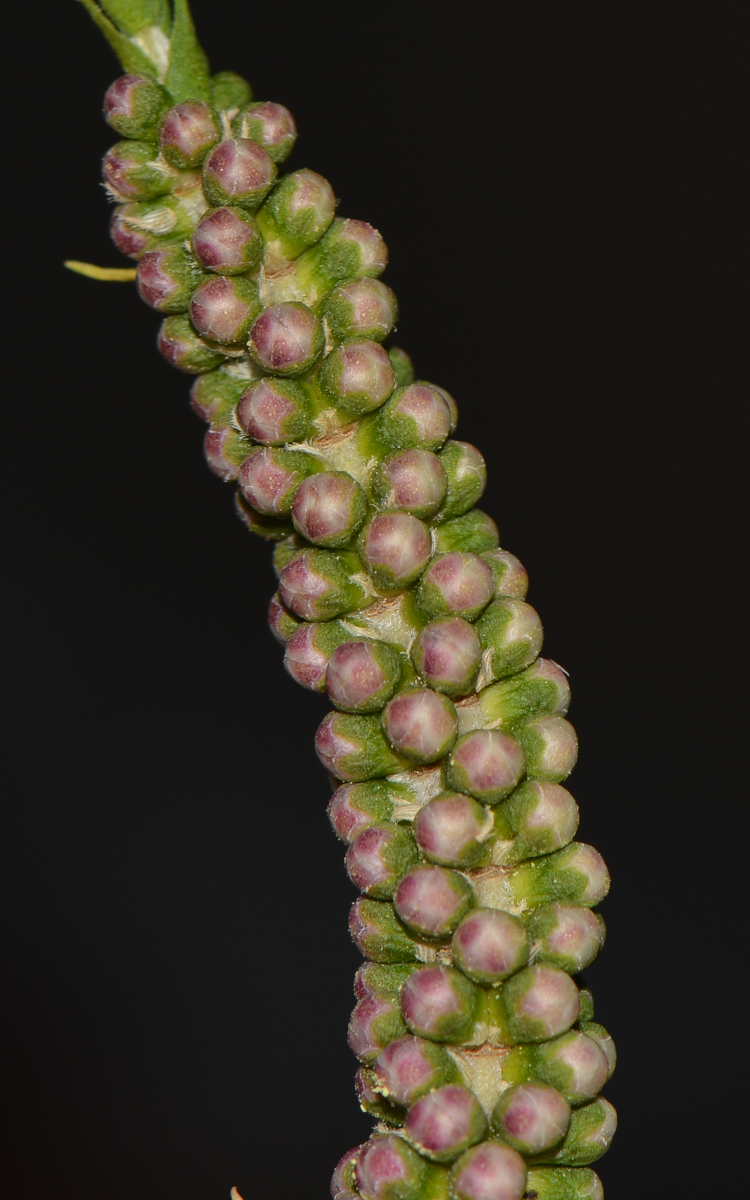 Image of Melaleuca huegelii specimen.