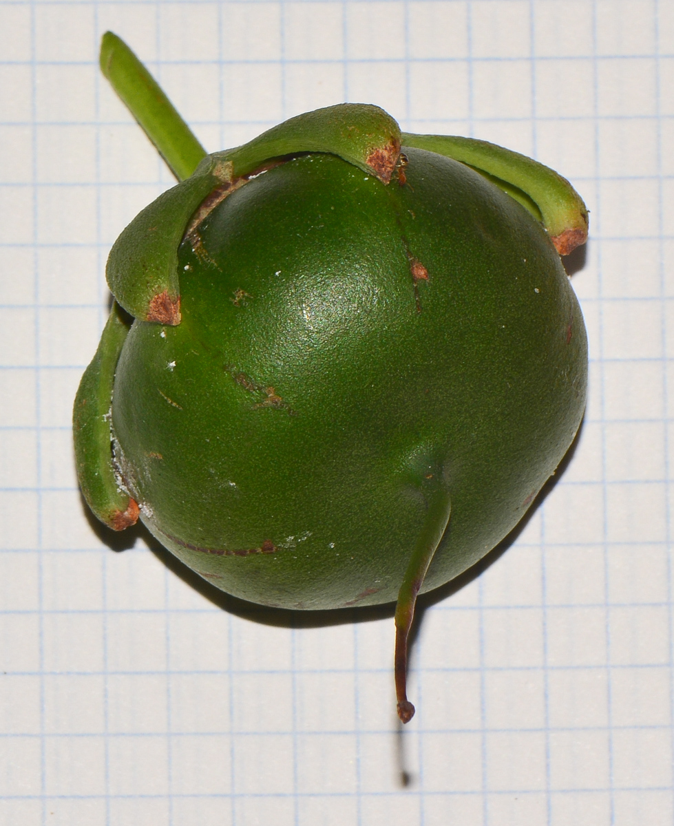 Image of Sonneratia ovata specimen.