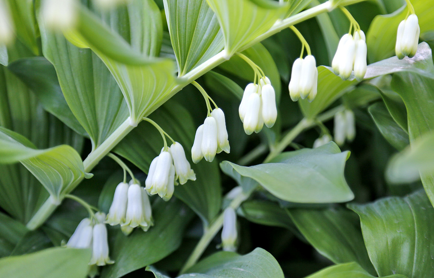 Image of Polygonatum &times; hybridum specimen.