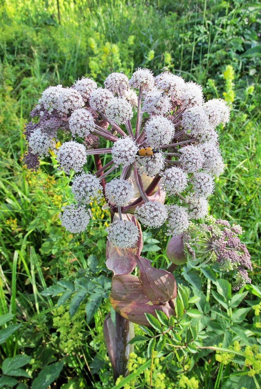 Image of Angelica sylvestris specimen.