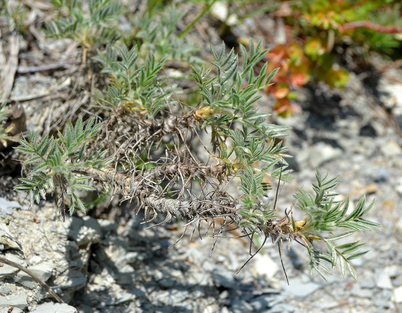 Image of Astragalus arnacanthoides specimen.