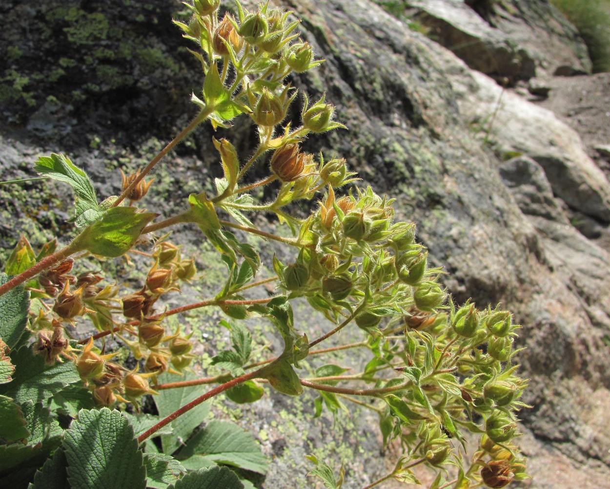 Image of Potentilla brachypetala specimen.