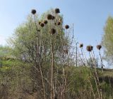 Echinops sphaerocephalus